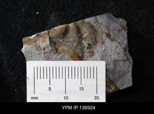 Ctenocephalus maltheus