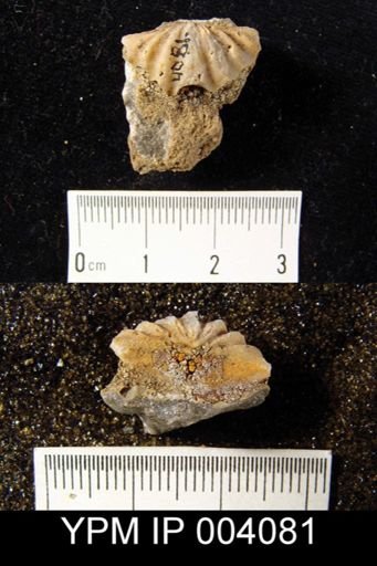 Spiriferina campestris