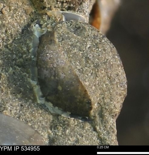 Protocardia?