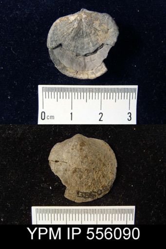 Dalmanella sp.