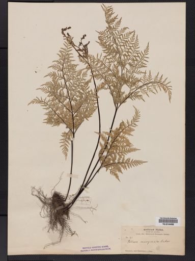 Cheilanthes