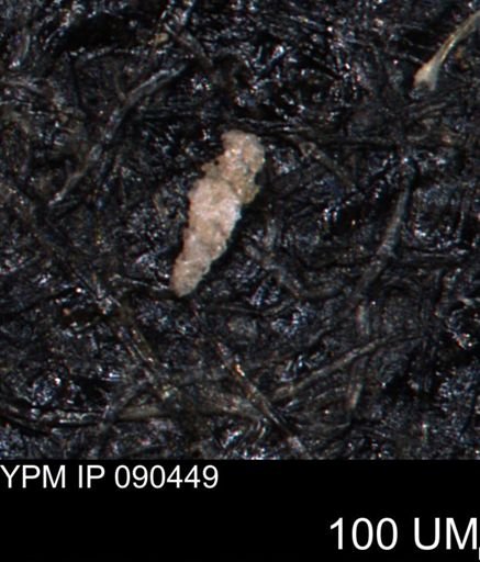 Verneuilina canadensis