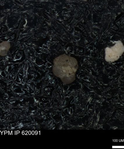 undet. Foraminiferida