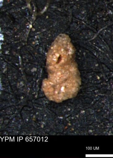 Ammobaculites obliquus