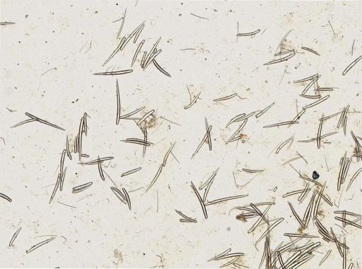 Clathria microjoanna
