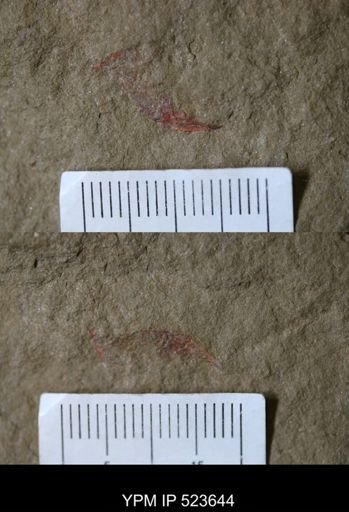 Problematica