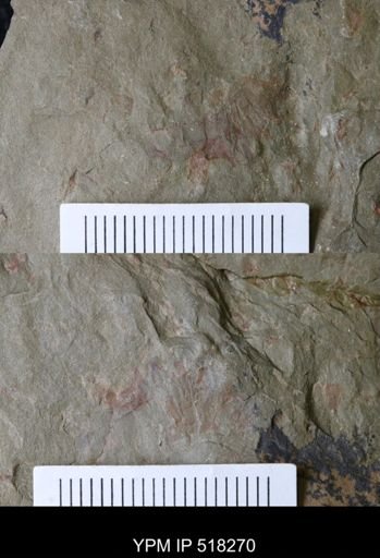 Thelxiope sp.