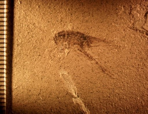 undet. Gryllidae