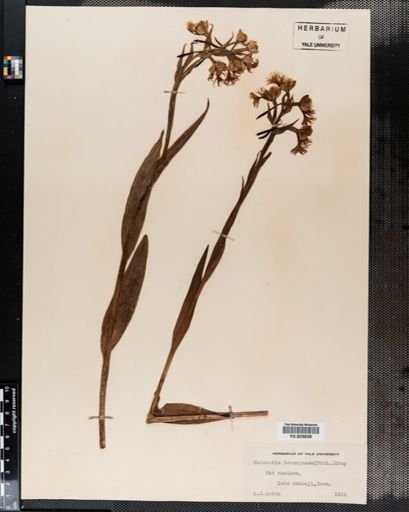 Habenaria