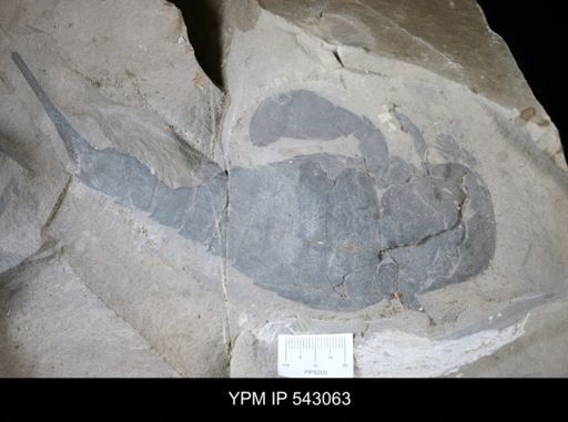 Eurypterus remipes remipes