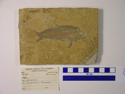 undet. Gnathostomata