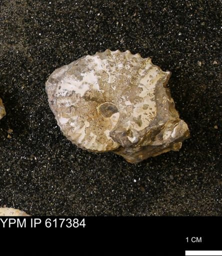 Discoscaphites sp.