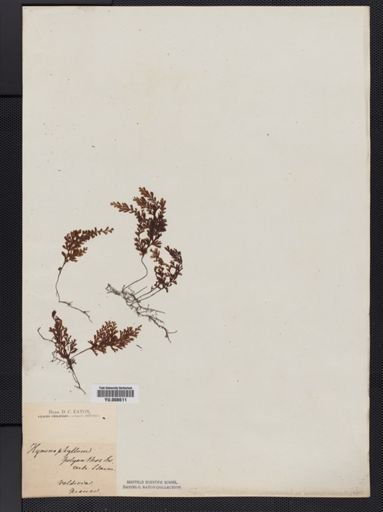 Hymenophyllum