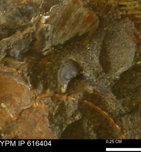 Protocardia subquadrata