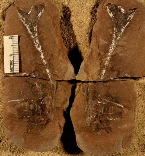 Pecopteris