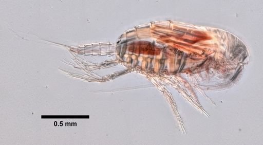 Nannocalanus minor