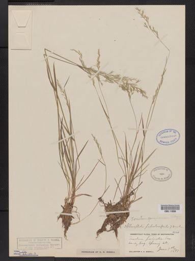 Trisetum pensylvanicum