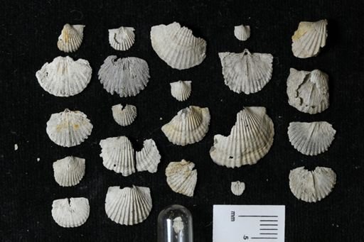 Strophodonta?