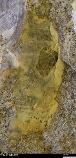 undet. Scaphitidae