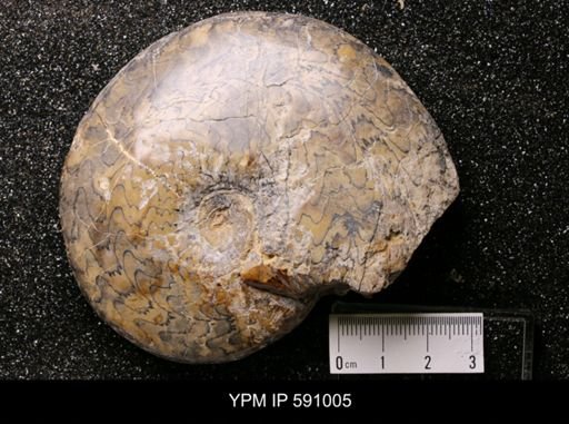 Arctoceras sp.
