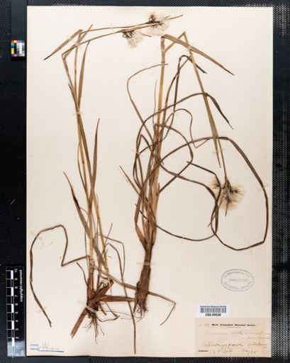 Eriophorum viridicarinatum