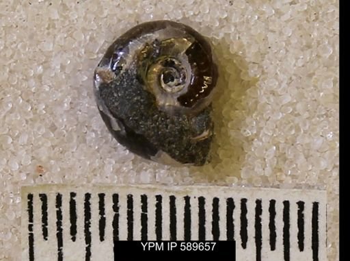 undet. Scaphitidae