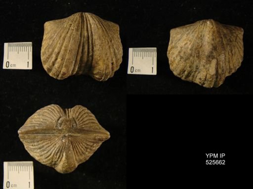 Platystrophia biforata