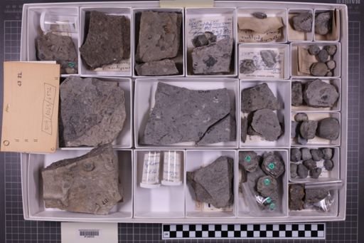 mixed taxa, stratigraphic collection