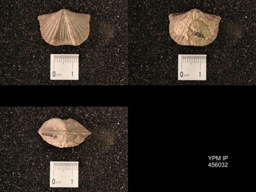 Platystrophia sublaticosta