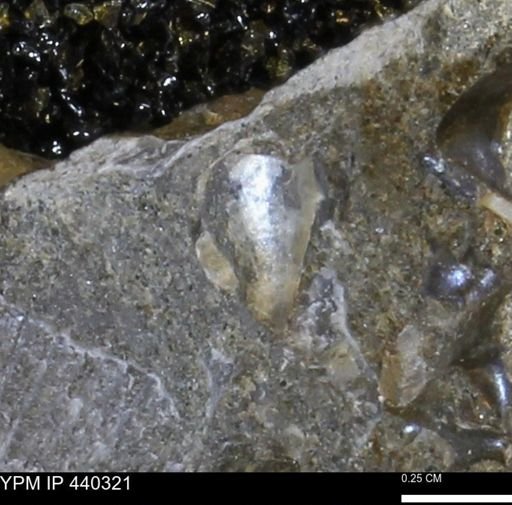 Phelopteria linguaeformis