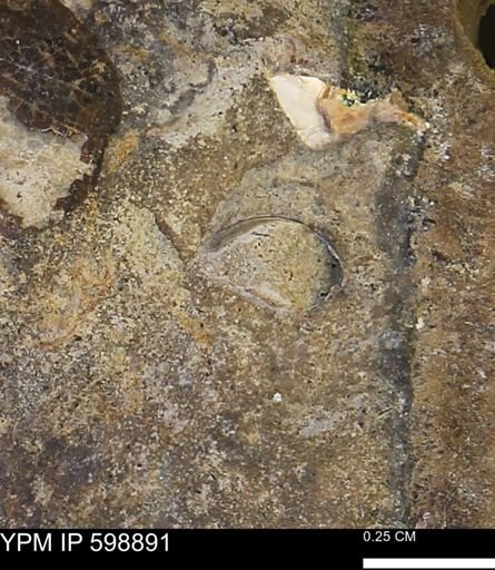 undet. Mollusca