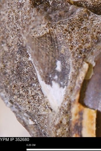 undet. Mollusca
