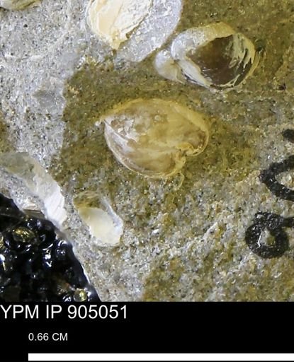 Corbulamella sp.