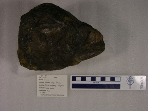 Teleostei