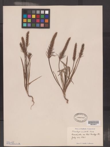 Plantago aristata