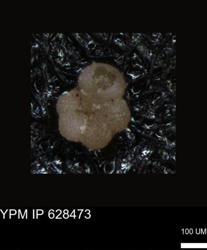 undet. Foraminiferida