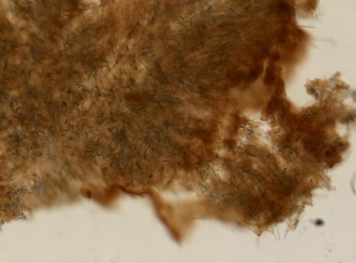 Axinella