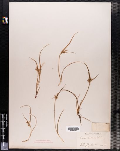 Carex demissa