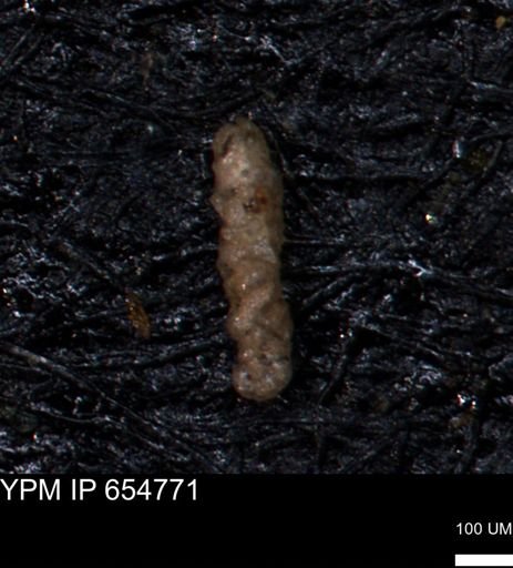 Ammobaculoides phaulus