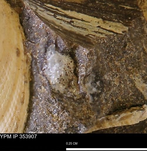 undet. Bivalvia