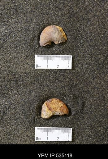 Scaphites sp.
