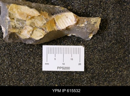 Scaphitidae