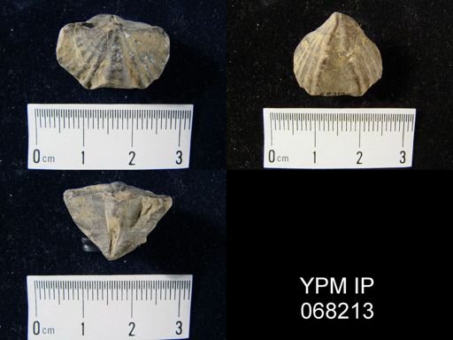 Cyrtina heteroclita