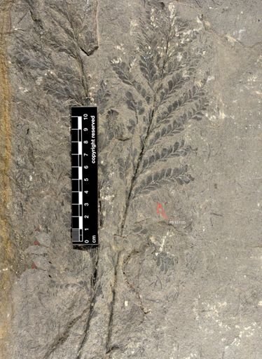 Archaeopteris sp.