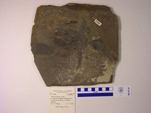 Pterichthyodes milleri