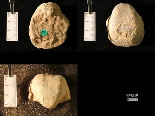 Productus (Linoproductus) lineatus