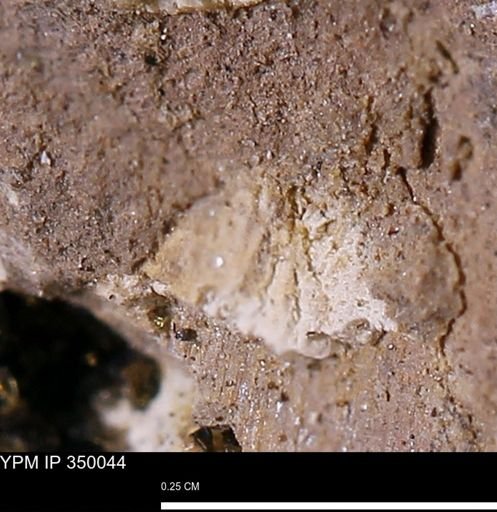 undet. Bivalvia