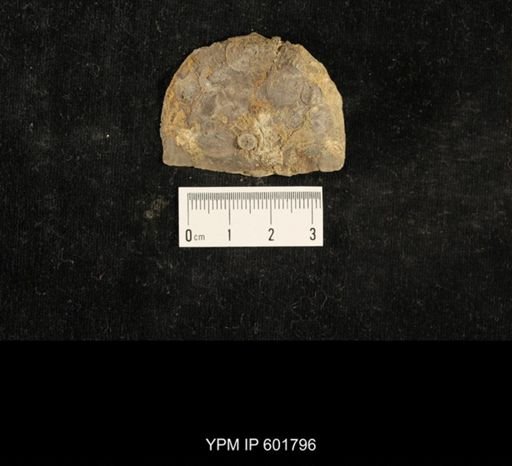 Crania scabiosa