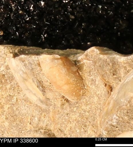 undet. Mollusca