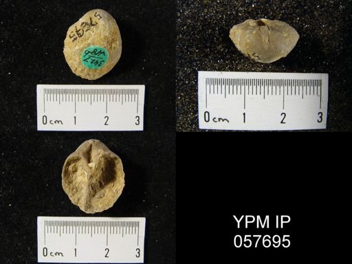 Gypidula multicostata